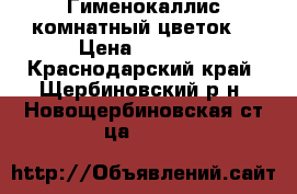  Гименокаллис комнатный цветок  › Цена ­ 1 000 - Краснодарский край, Щербиновский р-н, Новощербиновская ст-ца  »    